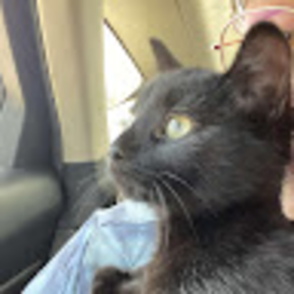 Meet your Posher, Lilyana